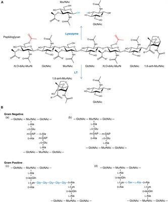 Mechanistic Pathways for Peptidoglycan O-Acetylation and De-O-Acetylation